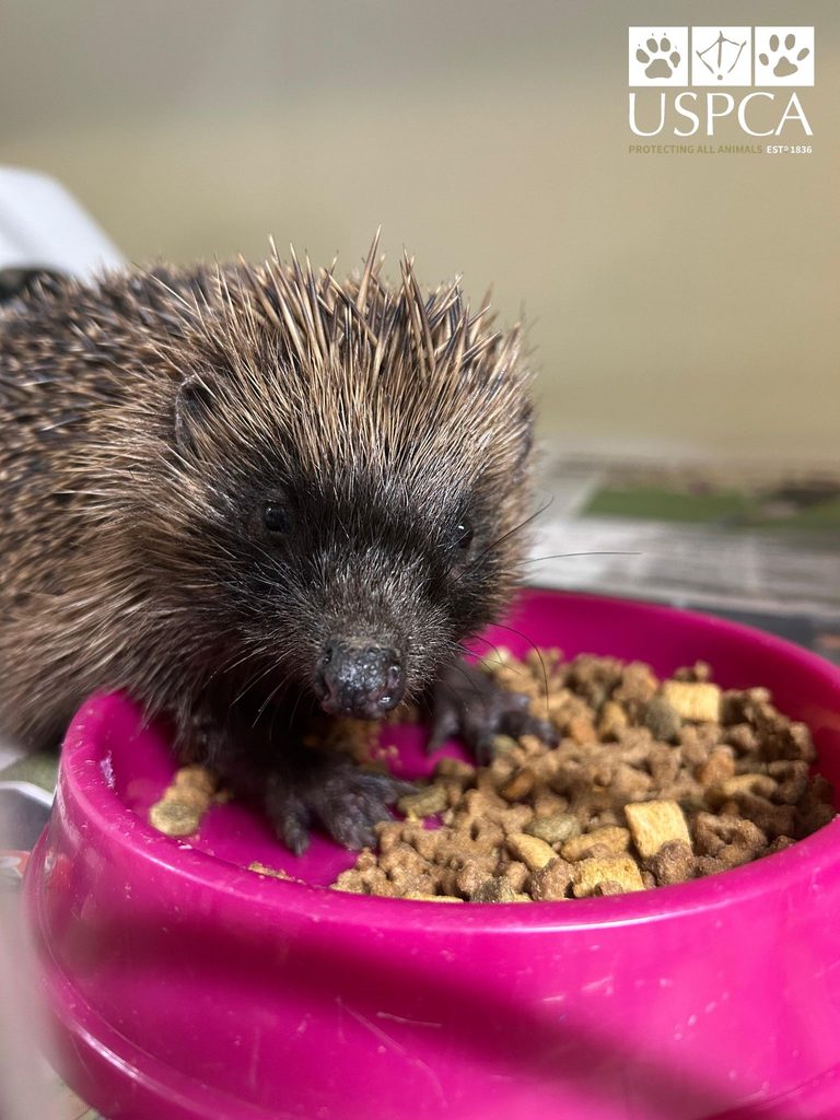 Image of a baby hedgehog with its front paw in a pink bowl of cat biscuits.